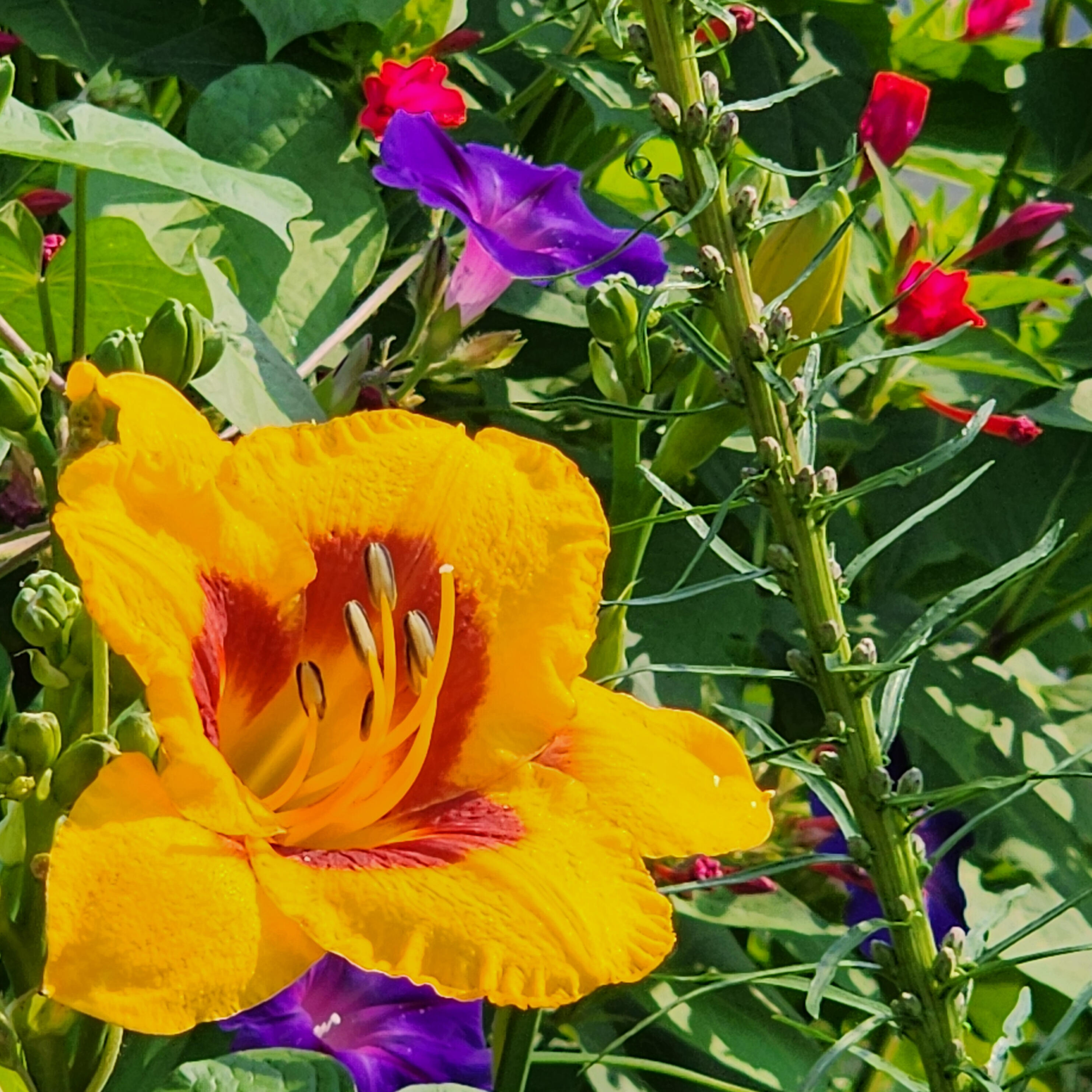bright yellow flower representing vitality calm and healing