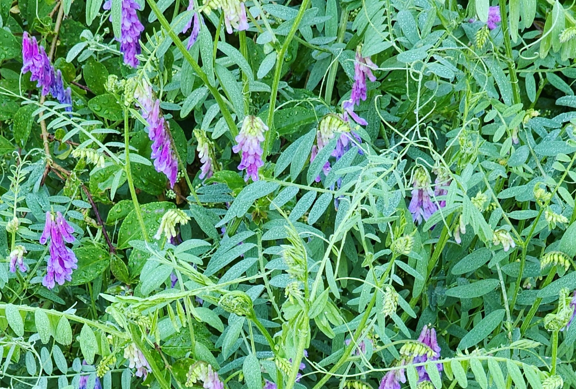 bright yellow flower representing vitality calm and healing