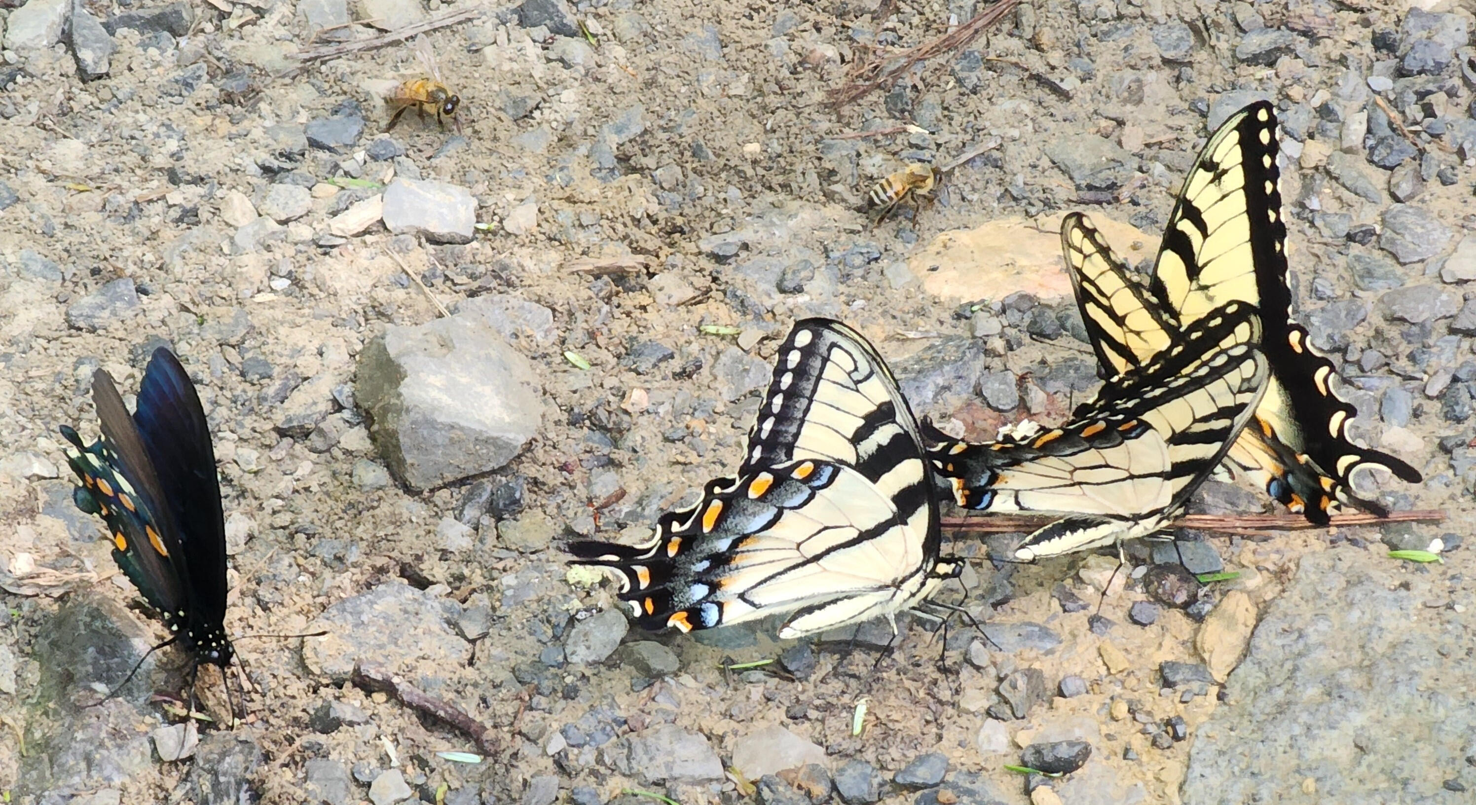 bright yellow flower representing vitality calm and healing