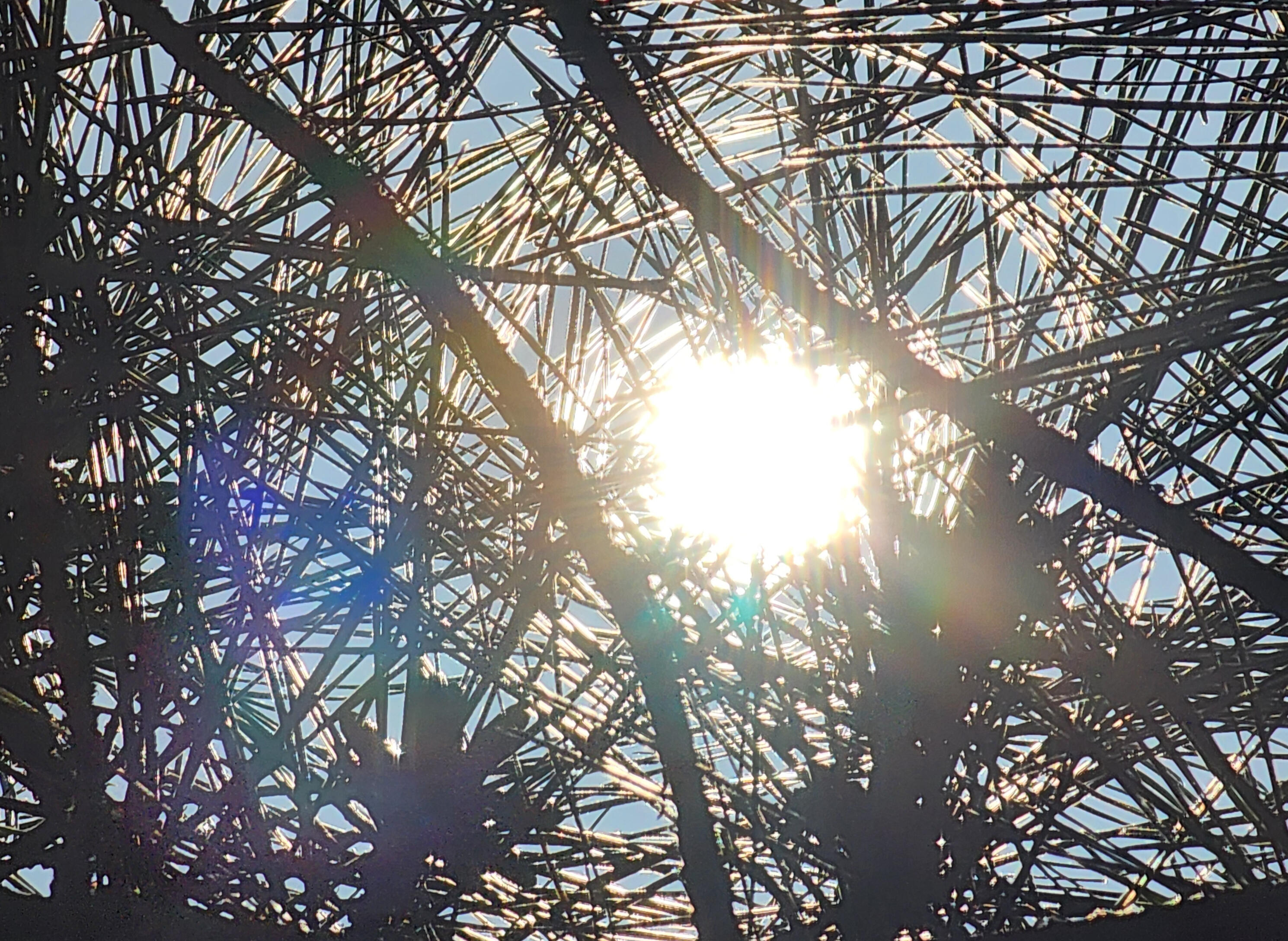 bright yellow flower representing vitality calm and healing