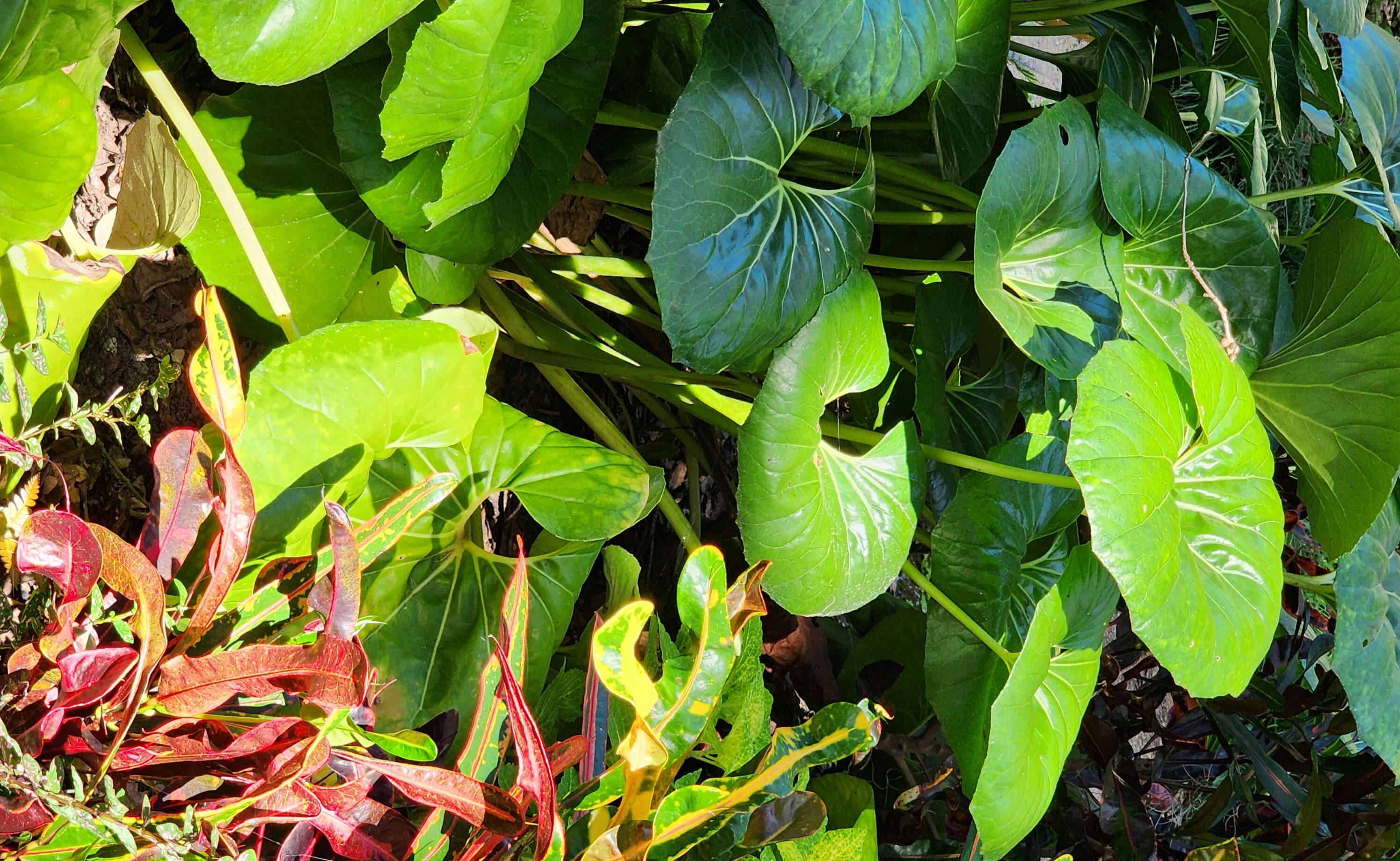 bright yellow flower representing vitality calm and healing