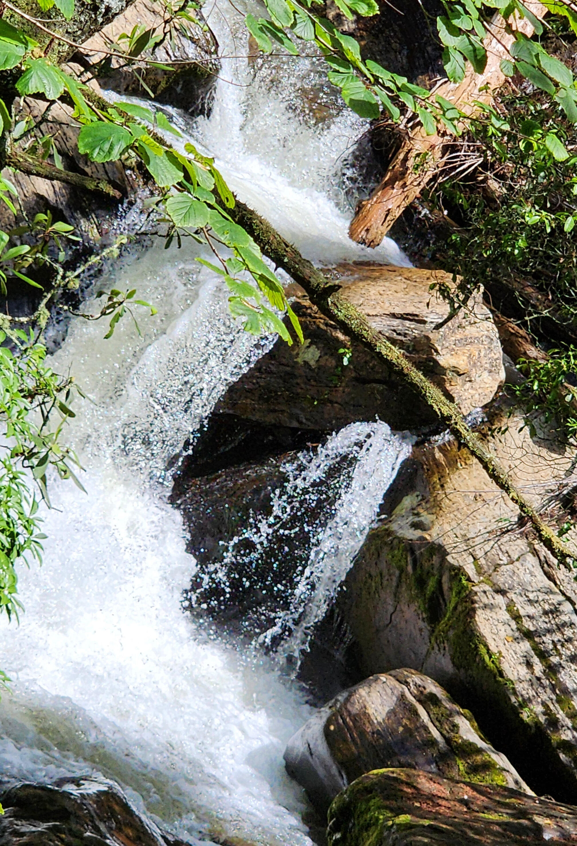 bright yellow flower representing vitality calm and healing